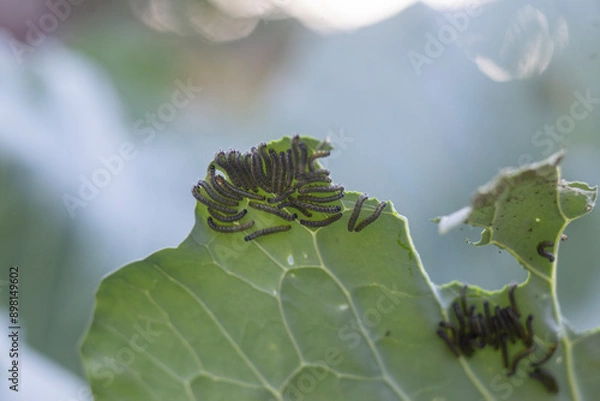 Obraz Cabbage butterfly caterpillar eats cabbage leaf. Pests eat cabbage leaves. Pests destroy cabbage crop