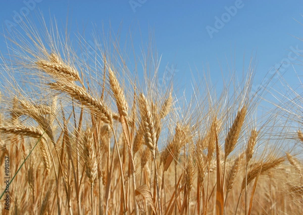 Obraz épis de blé