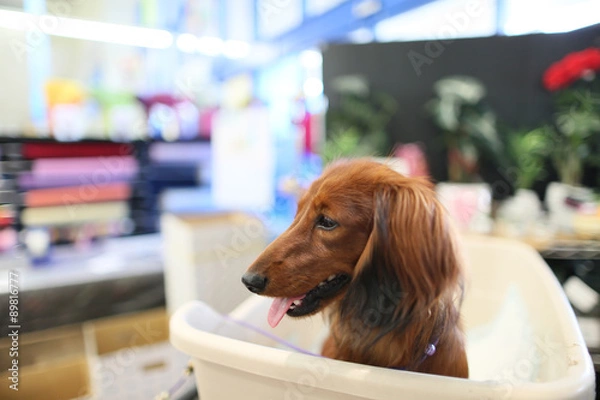 Obraz 買い物をするダックスフンド