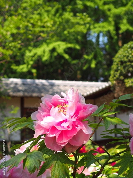 Obraz 境内のの牡丹