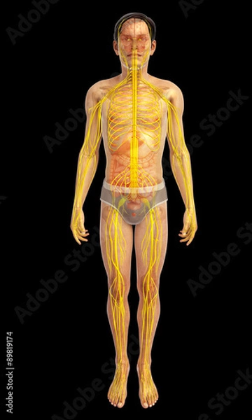 Fototapeta 3d rendered illustration of 