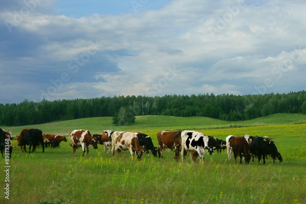 Obraz Cows in the field