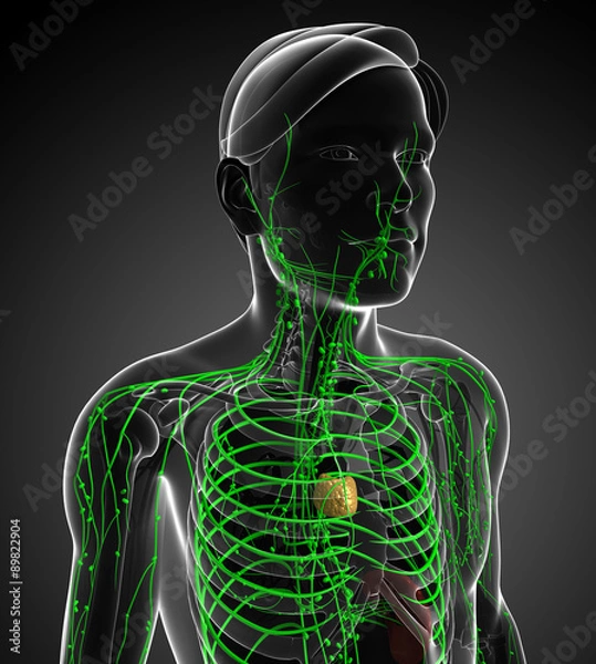 Fototapeta Lymphatic system of male body