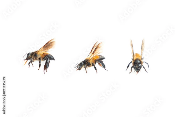 Fototapeta Set of bee isolated on white background, Honey bee close-up