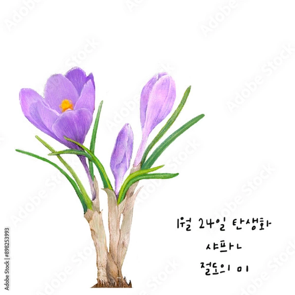 Obraz 1월 24일 탄생화  샤프란