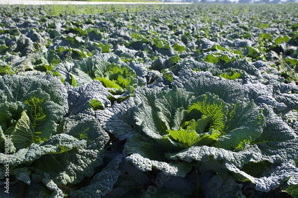 Obraz Feld mit Wirsingkohl