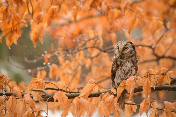 Obraz autumn owl