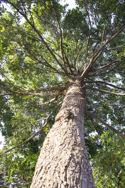 Obraz Big tree branches (Ant's eye view)