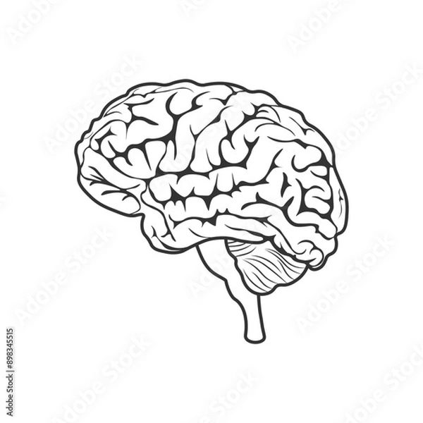 Fototapeta Brain. An image of the brain, in black and white. The image of the brain in a linear style. Vector illustration isolated on a white background