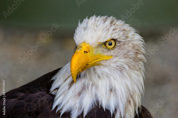 Fototapeta orzeł bielik