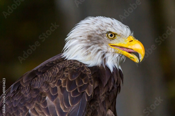 Fototapeta orzeł bielik