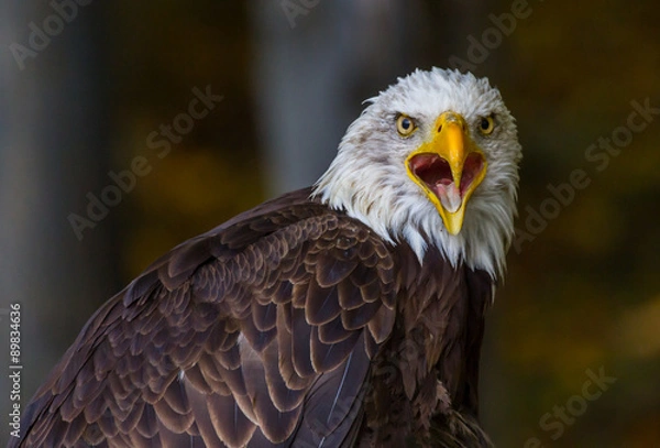 Fototapeta orzeł bielik
