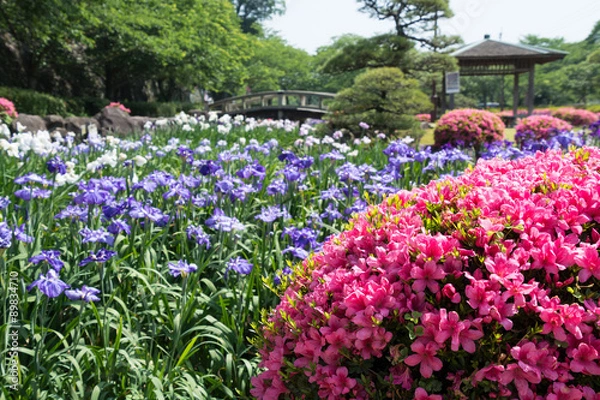 Fototapeta 花菖蒲