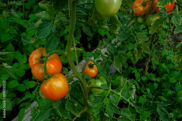 Fototapeta delicious and red tomatoes natural