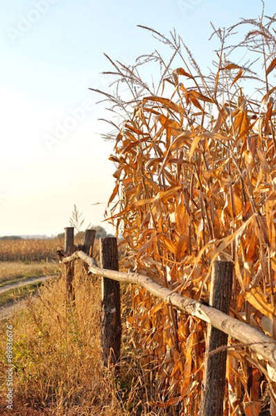 Obraz dry corn stalks