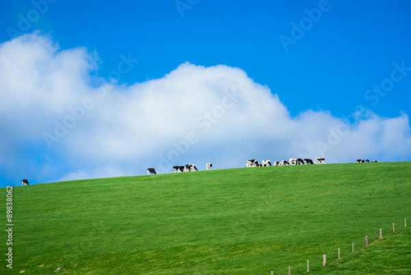 Obraz Lush green grassy hill with line of dairy cows on ridge