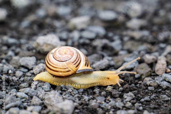 Obraz Schnecke