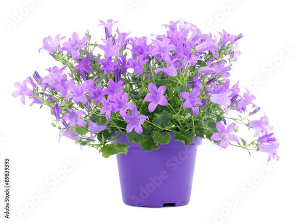 Obraz Bluebells na białym tle