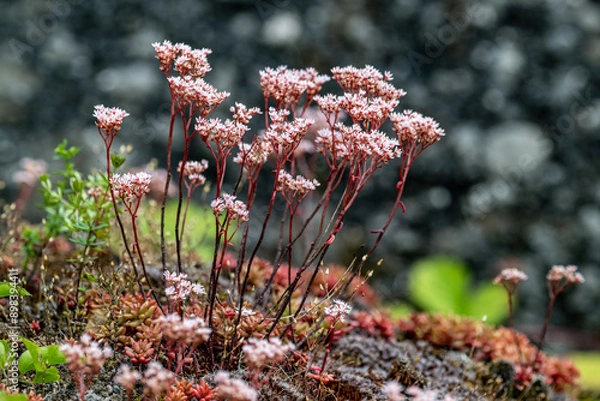 Obraz Weißer Mauerpfeffer