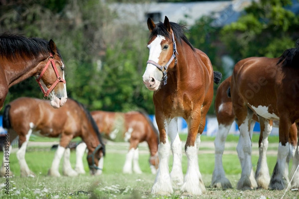 Obraz clydesdales horses