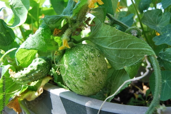 Obraz green cucumber with unusual shape