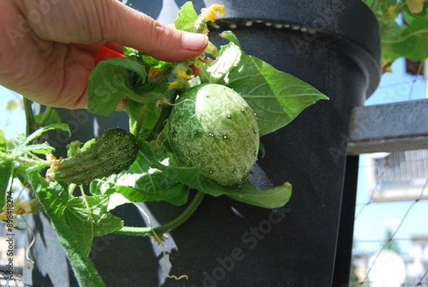 Obraz green cucumber with unusual shape