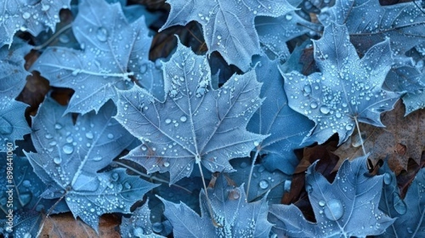 Fototapeta Maple Leafs