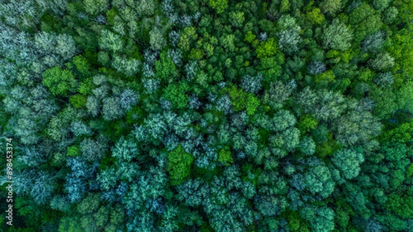 Obraz Vue aérienne à la verticale d'un mélange d'arbres verts et de sapins au printemps qui forment des motifs en forme de tapis