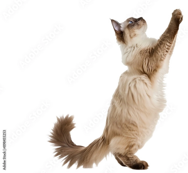 Fototapeta Full body shot of Ragdoll Cat standing on hind legs and reaches up. Standing on two legs. White background, isolated.