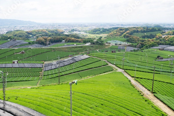 Obraz 春の八女中央大茶園を展望所から臨む