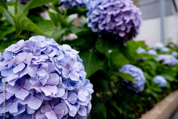 Obraz 6月のアジサイ