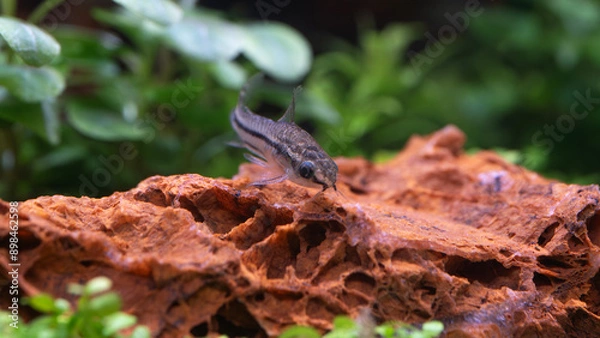 Obraz Pygmy Cory, Pygmy corydoras 