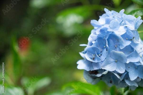 Obraz 雨の宝満山のアジサイ