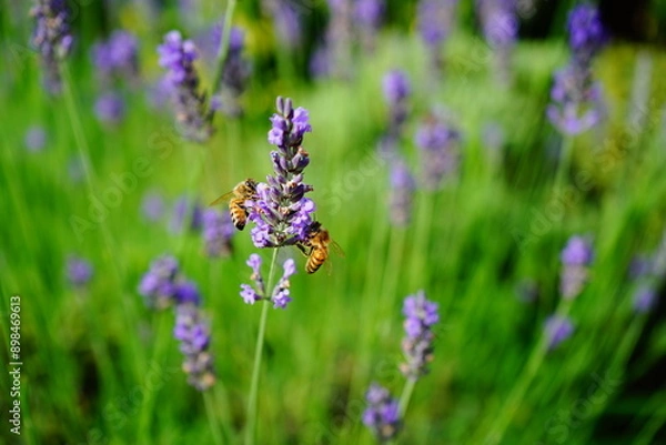 Obraz Lavendel, Binen