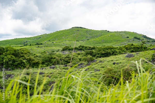 Obraz 7月の平尾台