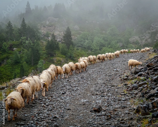 Obraz stado owiec, kawalkada