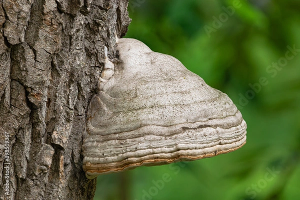 Obraz tinder fungus, (Fomes fomentarius), on a tree, close view