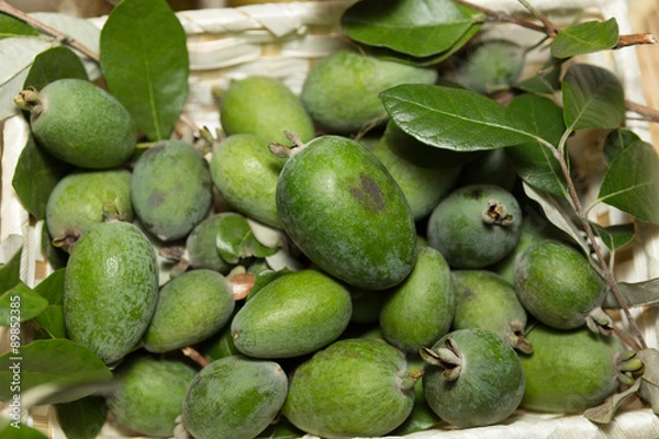 Fototapeta フェイジョア　アポロ