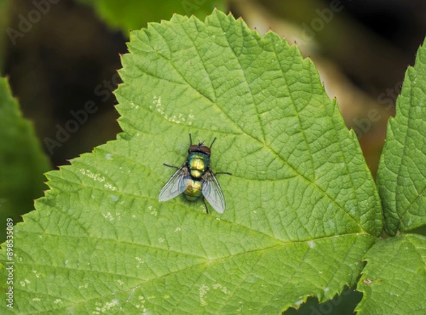 Fototapeta Goldfliege (Lucilia sericata)