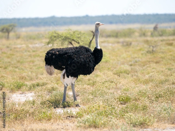 Fototapeta Afrikanischer Strauß (Struthio camelus)