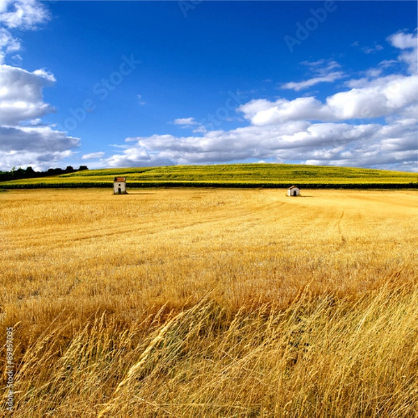 Obraz Champ de blé en été