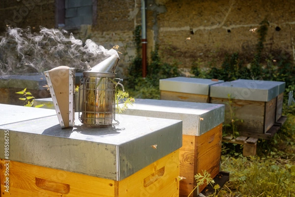 Obraz Abeilles dans leur ruche chez un apiculteur