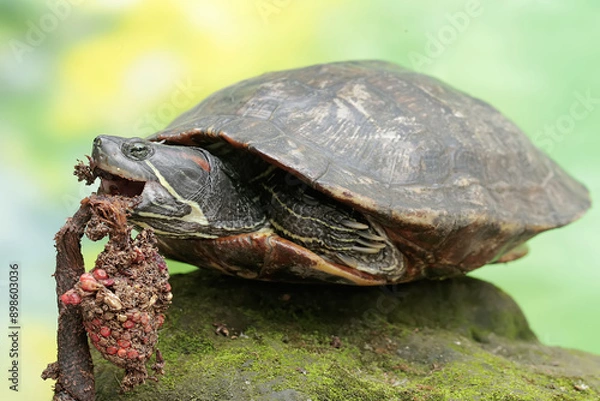 Fototapeta A red eared slider tortoise is eating anthurium seeds. This reptile has the scientific name Trachemys scripta elegans.