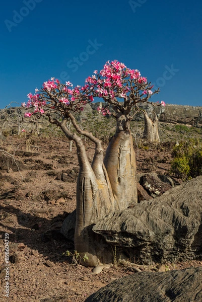 Obraz Blooming desert rose- know as bottle tree - one of the symbols of Socotra-a unique island with unique plants and landscapes.