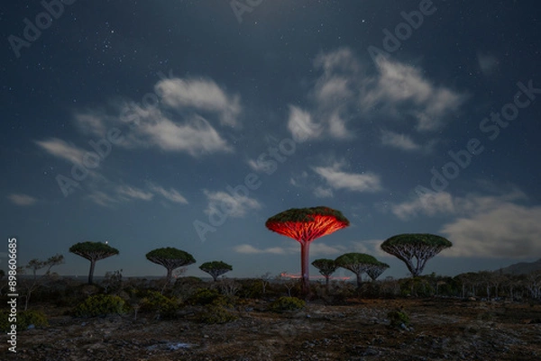 Obraz Firmihin Dragon`s Blood Tree Forest in Socotra- the only one of its kind in the world. Symbol of the island Socotra.
Night photos of trees and camping under it.