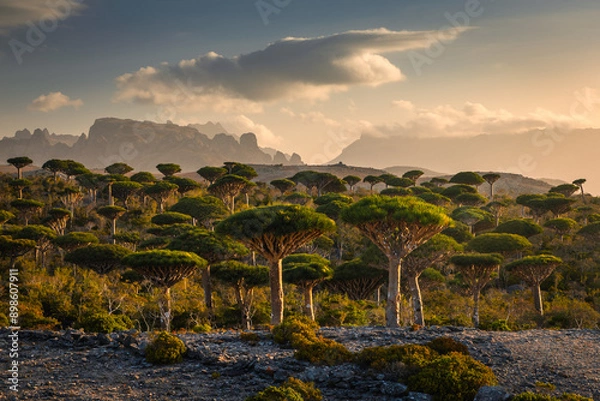 Obraz Firmihin Dragon`s Blood Tree Forest in Socotra- the only one of its kind in the world. Symbol of the island Socotra