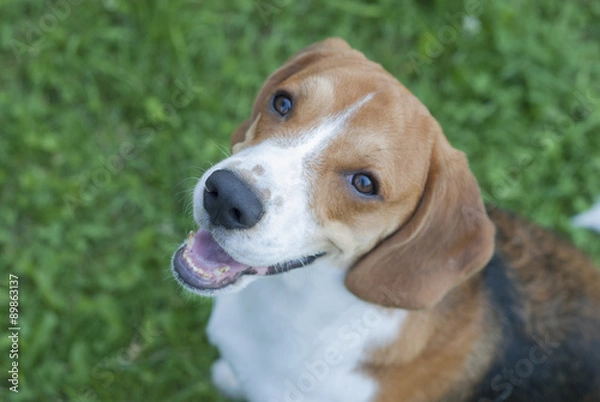 Obraz Гончая собака,порода бигль.