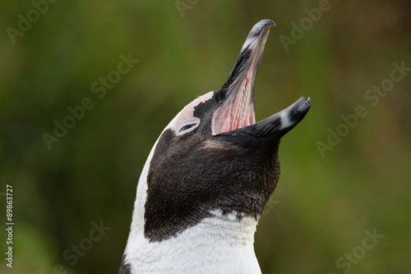 Obraz African penguin calling