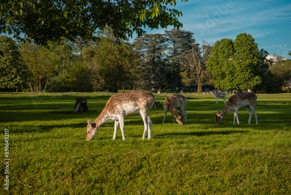 Obraz Deer in the park