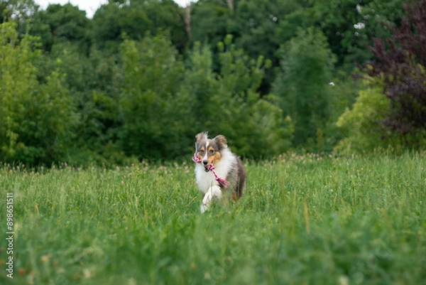 Fototapeta Cute tricolor sheltie dog is running and playing on the green grass outside in park or forest. Shetland sheepdog carries a rope toy in its mouth